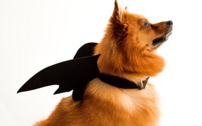 Ensuring Halloween Safety for Your Furry Friends
